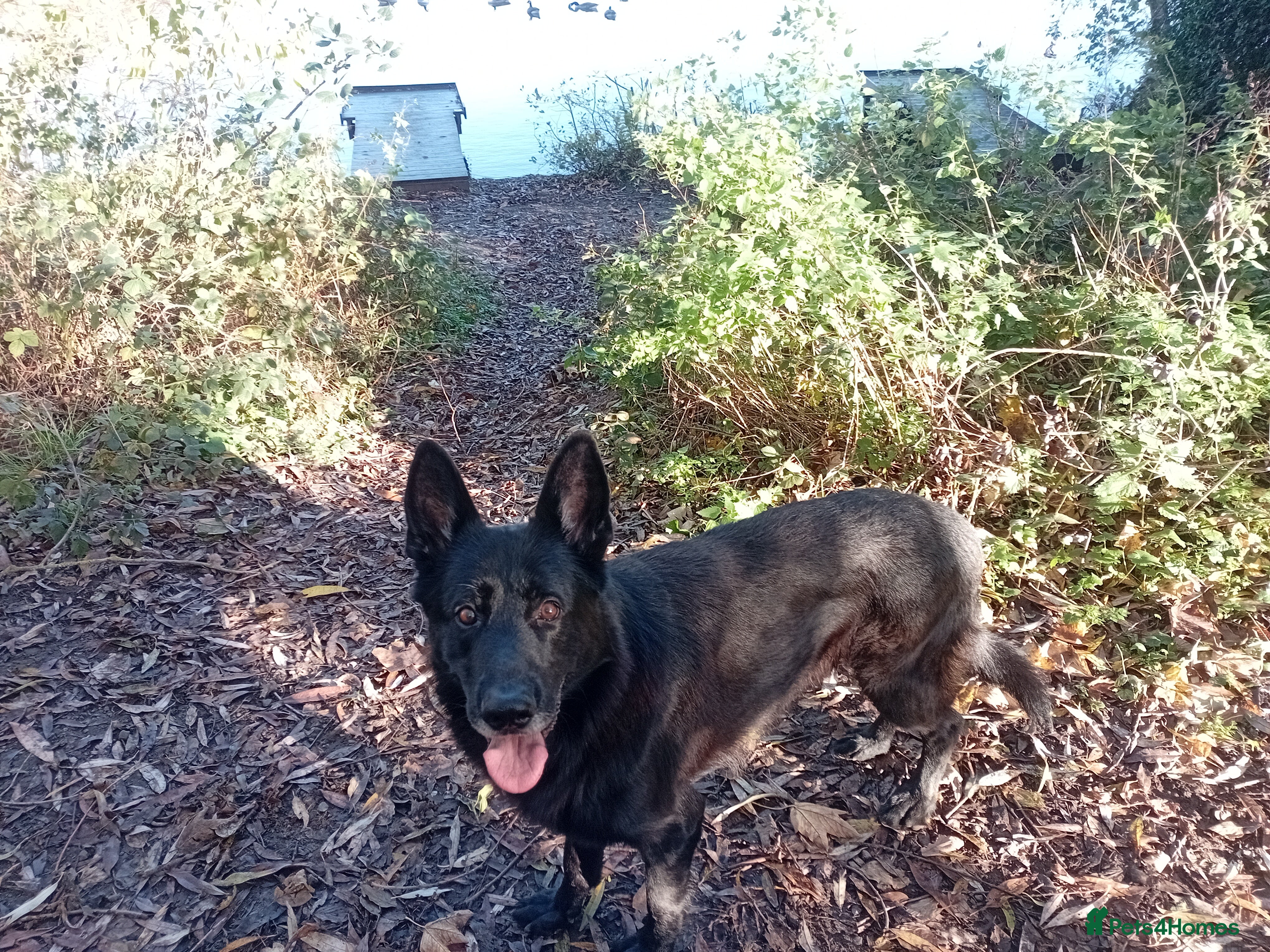 German Shepherd dogs * NO FEE * Would just like one of his babies  - Advert 14