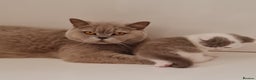 British Shorthair cats for sale: CHAMPION SIRED GCCF REG BSH LILAC BI MALE KITTEN - Advert 6
