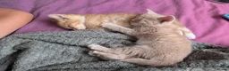 Domestic Shorthair cats for sale: Adorable, Loving Kittens Ready to Join Your Family in London - Advert 8