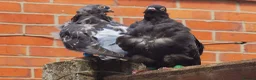 Pigeons birds for sale: TAME Adult Pet Pigeons & Pairs [Fancy Breeds] - Advert 5