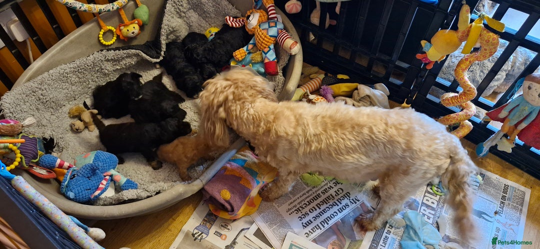 Cavapoo dogs for sale: Gorgeous f1b Cavapoo pups - Advert 20