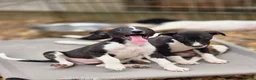 Whippet dogs for sale: Henry the kc reg whippet.  - Advert 3
