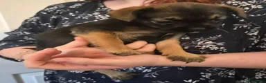 Mixed Breed 5