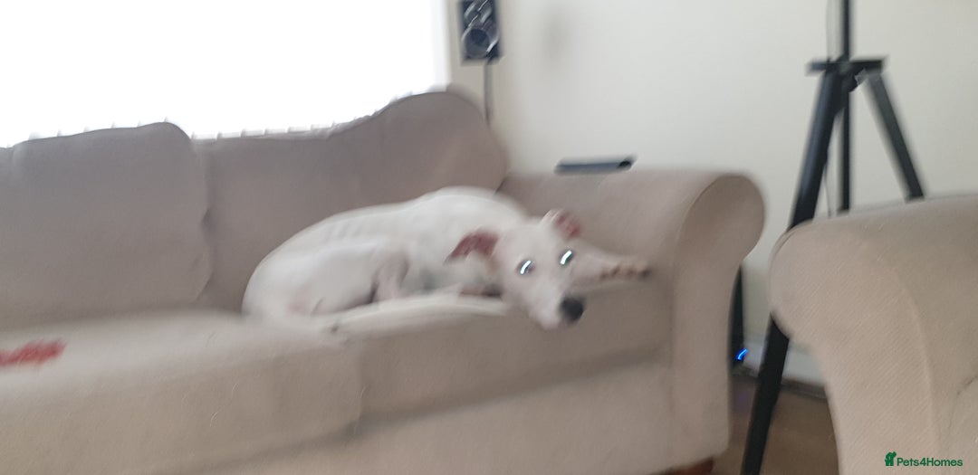 Mixed Breed dogs for sale: Bull Lurcher - Advert 4