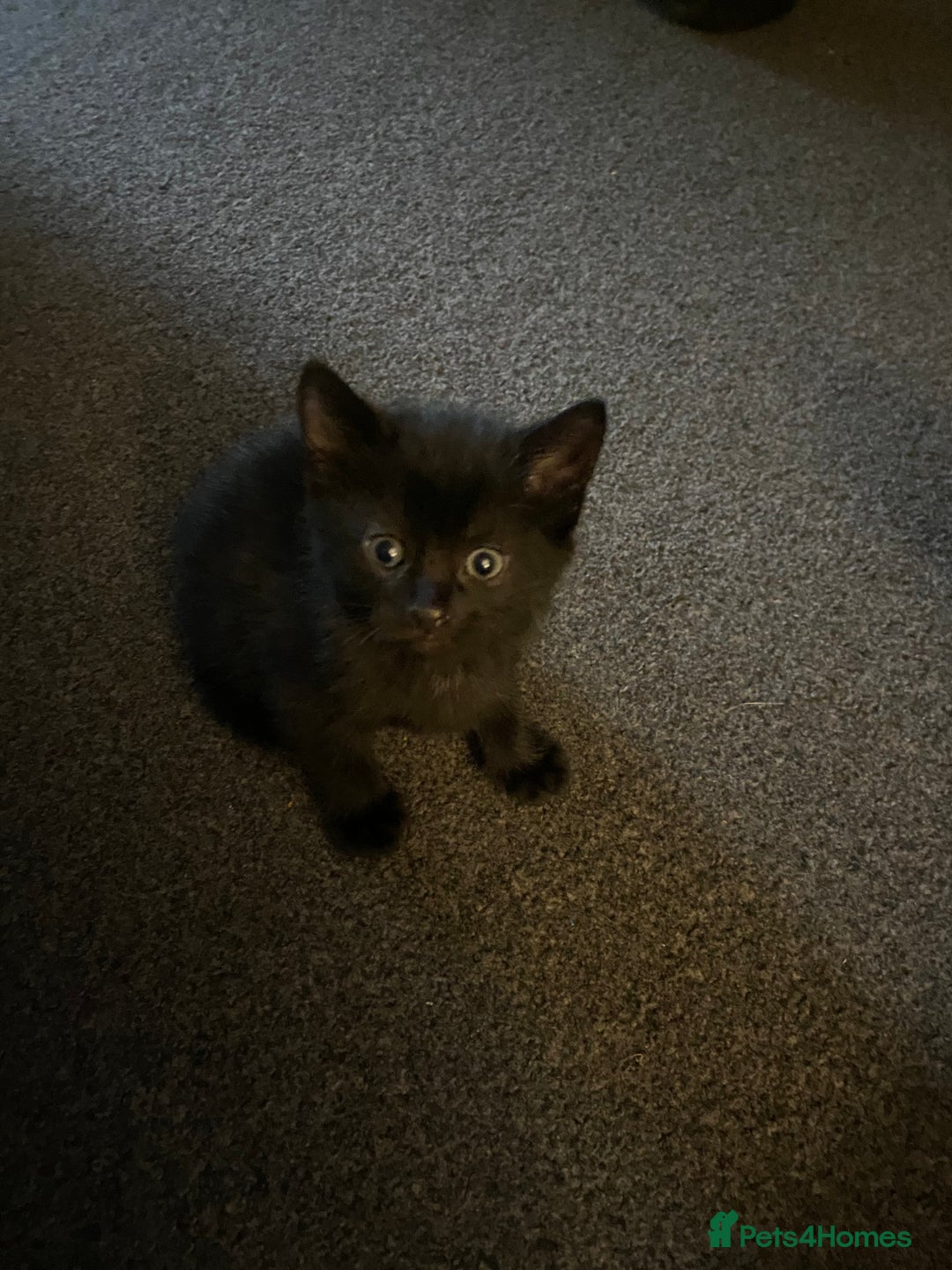 British Shorthair cats for sale: 8 week old black male kitten in Eastleigh - Image 5
