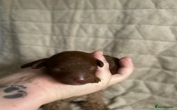 Cavapoo dogs for sale: 💫1 GIRL LEFT TOY CAVAPOO PUPPYS HEALTH TESTED 💫  - Advert 16