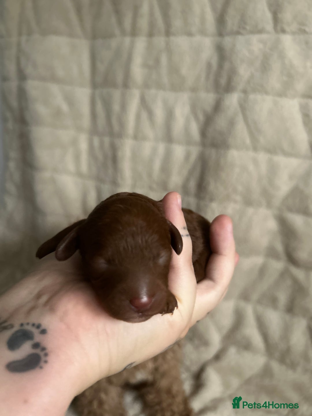 Cavapoo dogs for sale: 💫1 GIRL LEFT TOY CAVAPOO PUPPYS HEALTH TESTED 💫  - Advert 16