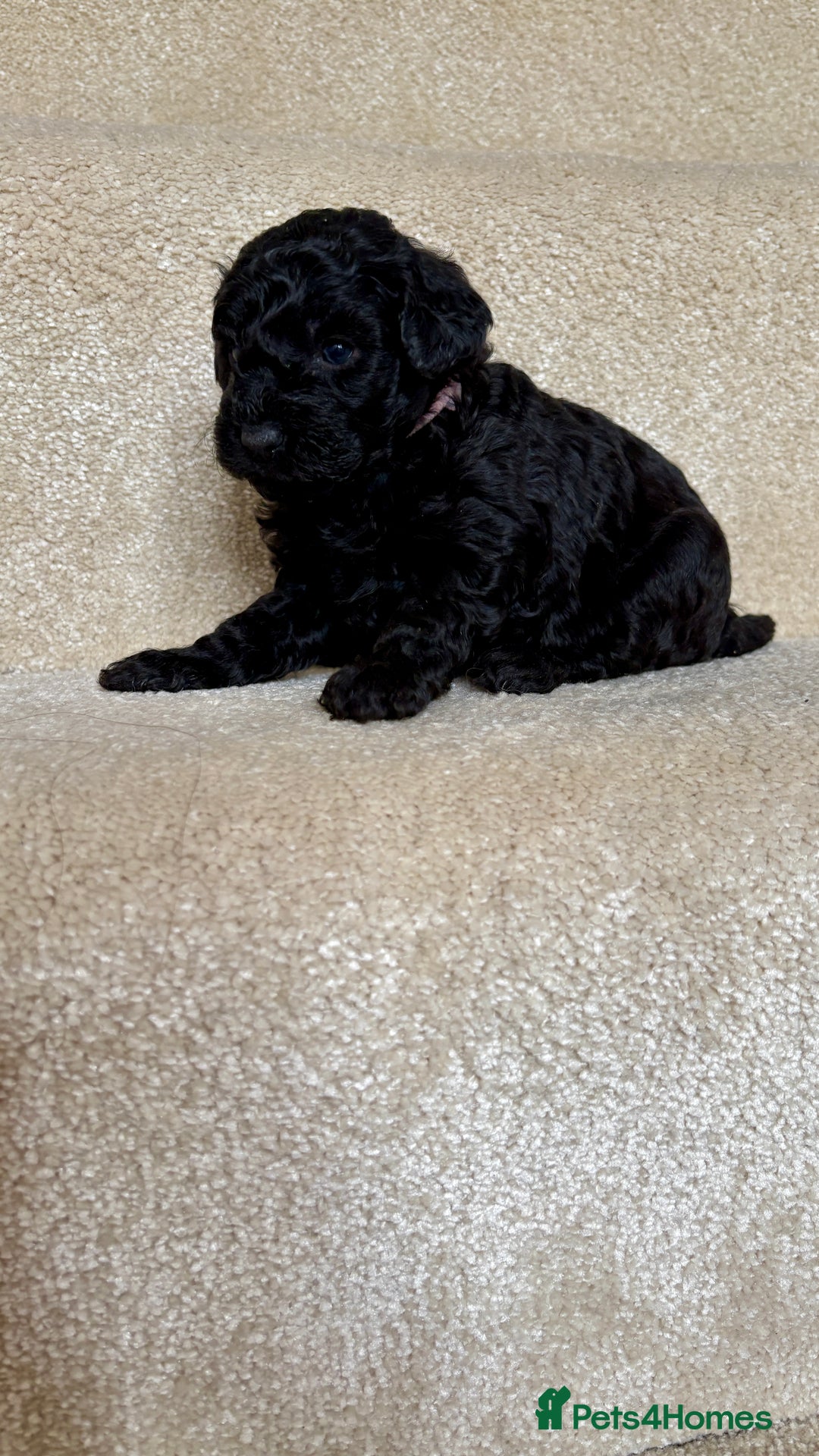 Lhasapoo dogs for sale: ***2 stunning lhasapoos ready this week*** - Advert 12