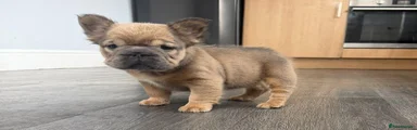 English Bulldog 1