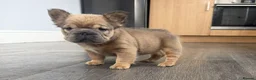 English Bulldog dogs for sale: English Bulldog Puppies Ready for forever homes in Manchester - Advert 2