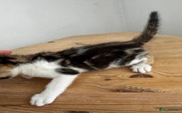Bengal cats for sale: Mixed Bengal x Tabby - Image 5
