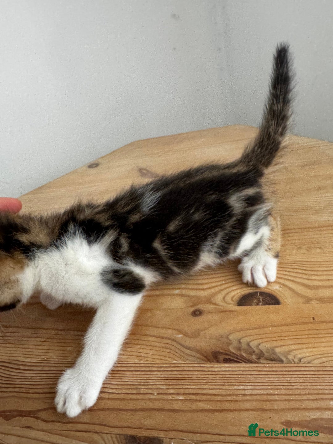 Bengal cats for sale: Mixed Bengal x Tabby - Image 5