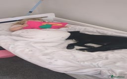 Mixed Breed dogs for sale: Needs a loving home  - Image 23