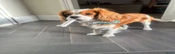 Cavalier King Charles Spaniel dogs for stud: Stud- Whiskey - Advert 3