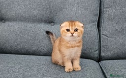 Scottish Fold cats for sale: Excellent Scottish fold kittens  - Image 15