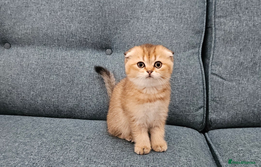 Scottish Fold cats for sale: Excellent Scottish fold kittens  - Image 15