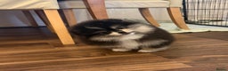 Pomeranian dogs for sale: Black &Tan Pomeranian puppy _Female - Advert 11