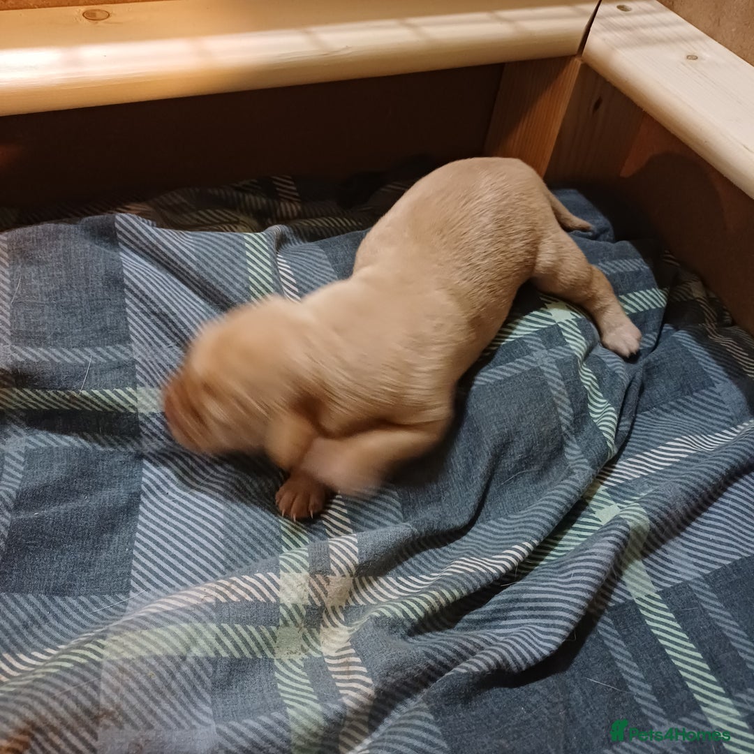 Labrador Retriever dogs for sale: KC Registered Fox Red Labrador Puppies - Advert 2