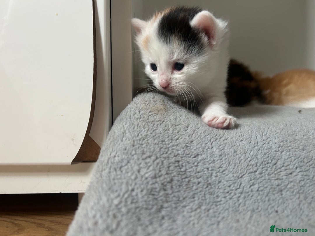 Mixed Breed cats for sale: 3 kittens for sale  - Image 8