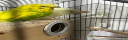 Budgerigars birds for sale: Pair of Budgies for Sale with Cage in Halifax - Advert 5