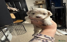 Maltipoo dogs for sale: Teddy bear maltipoo puppies  - Image 13