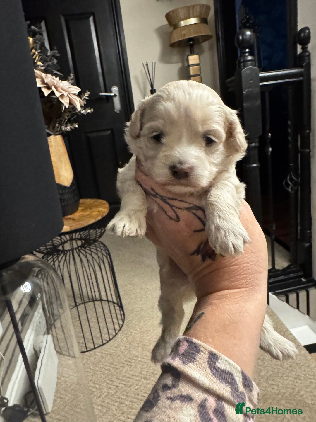 Maltipoo dogs for sale: Teddy bear maltipoo puppies  - Image 13