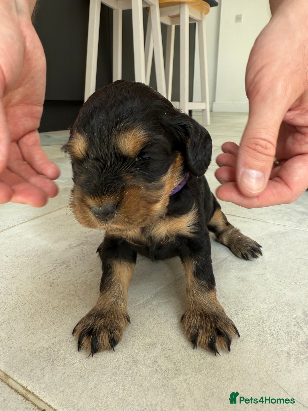 Cocker Spaniel dogs for sale: ****only 2 left****Stunning cocker puppies - Image 30