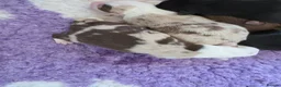 Border Collie dogs for sale: Border collie puppies - Advert 3