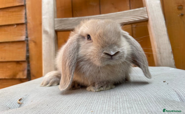 Mini Lop rabbits - Advert 1