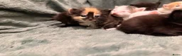 Mixed Breed cats for sale: 2 separate litters! 2 mamas 12 kittens. - Advert 2