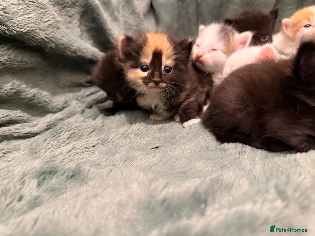 Mixed Breed cats for sale: 2 separate litters! 2 mamas 12 kittens. - Advert 2