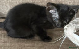 Serengeti cats for sale: Handsome tica reg black smoke male  - Image 12