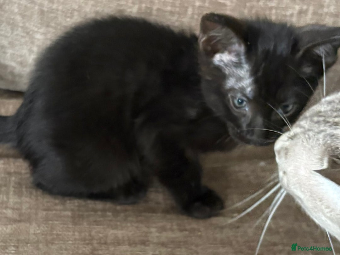Serengeti cats for sale: Handsome tica reg black smoke male  - Image 12