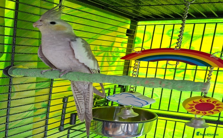 Cockatiels birds - Advert 1