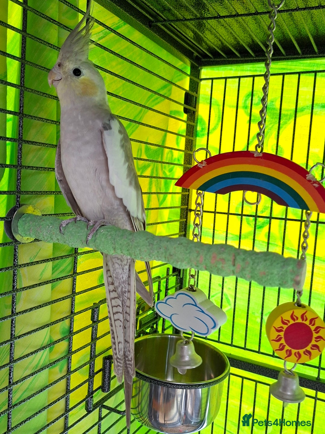 Cockatiels birds for sale: Biscoff - Image 1