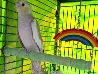 Cockatiels birds - Advert 16