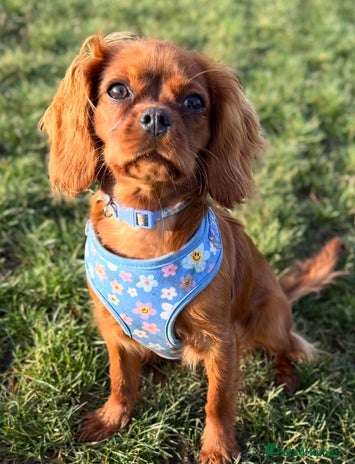 Cavalier King Charles Spaniel dogs Beautiful KC CKCS seeking forever home - Advert 2