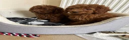 Cavapoo dogs for sale: Stunning health checked Cavapoo puppies  - Advert 6