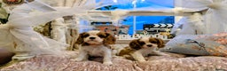 Cavalier King Charles Spaniel dogs for sale: Exquisite Lady KC reg Cavalier King Charles - Advert 8