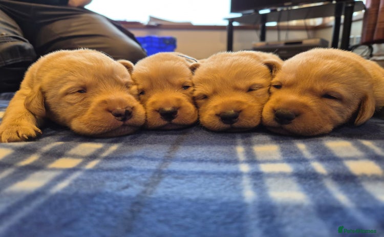 Labrador Retriever dogs - Advert 3