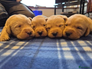 Labrador Retriever dogs Fox red Labrador puppies - Advert 6