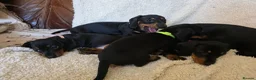 Dachshund dogs for sale: Six beautiful miniature smooth haired dachshunds - Advert 20