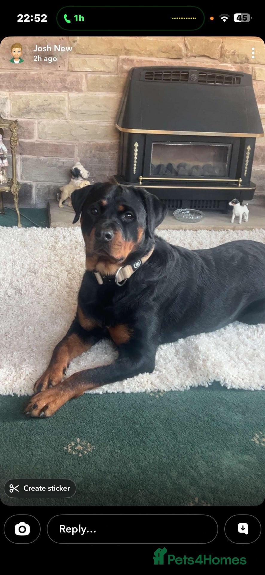 Rottweiler dogs Rottweiler Puppies  - Advert 3