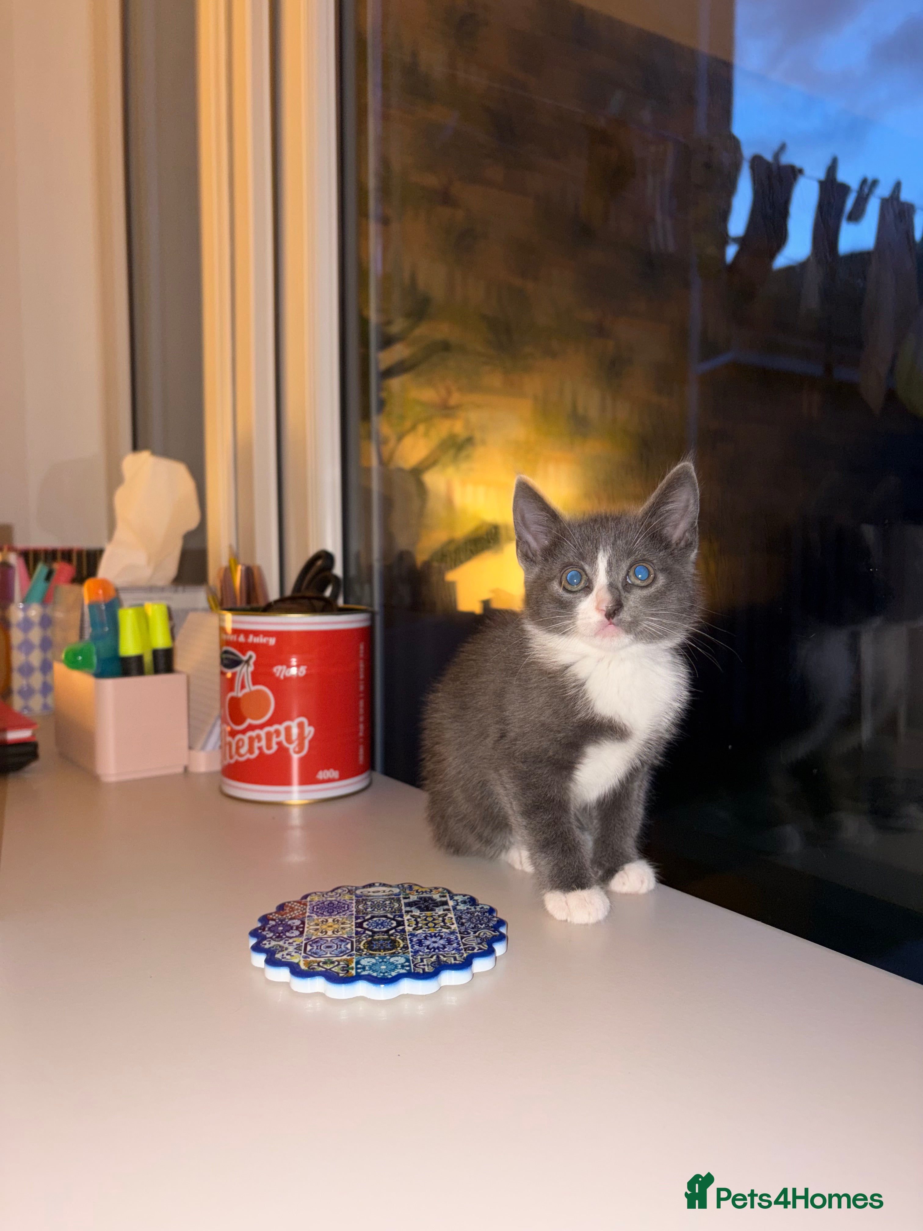Mixed Breed cats 7 beautiful kittens ready from a loving home - Advert 2