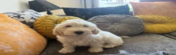 Mixed Breed dogs for sale: Puppies hair don’t fall out look like cocker poo  - Advert 5