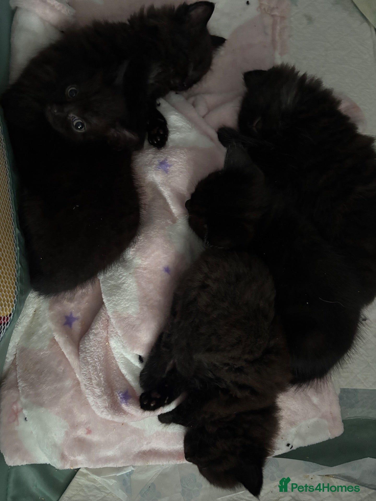 British Longhair cats 3 gorgeous black male kittens available  - Advert 3