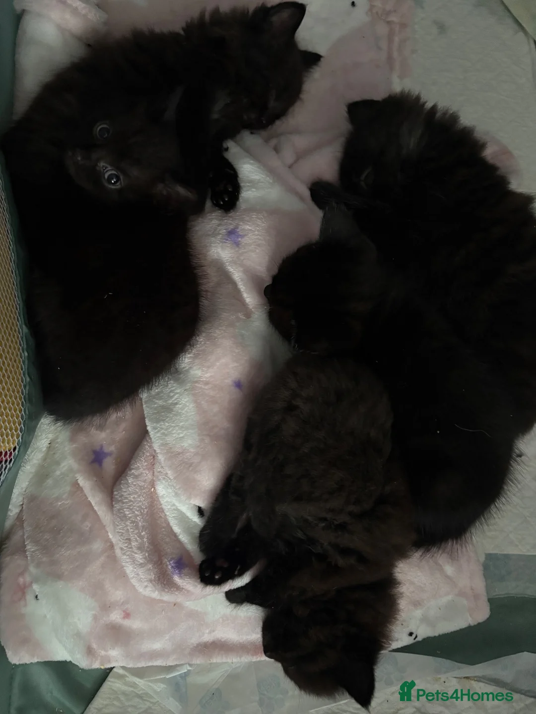 British Longhair cats for sale: 3 gorgeous black male kittens available  - Advert 2