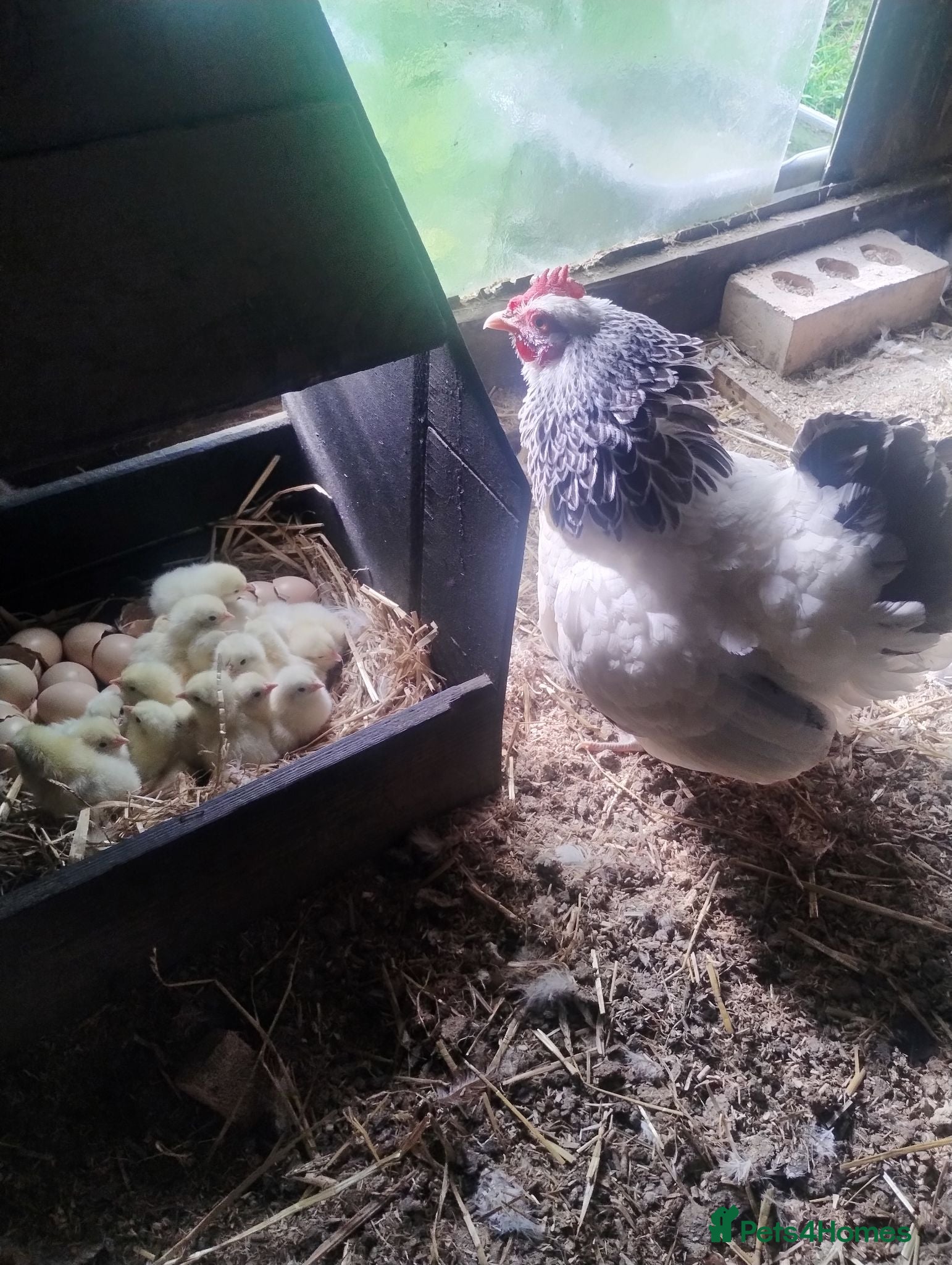 Chickens poultry Light Sussex Bantams, Bantam hen with 18 chick's  - Advert 16