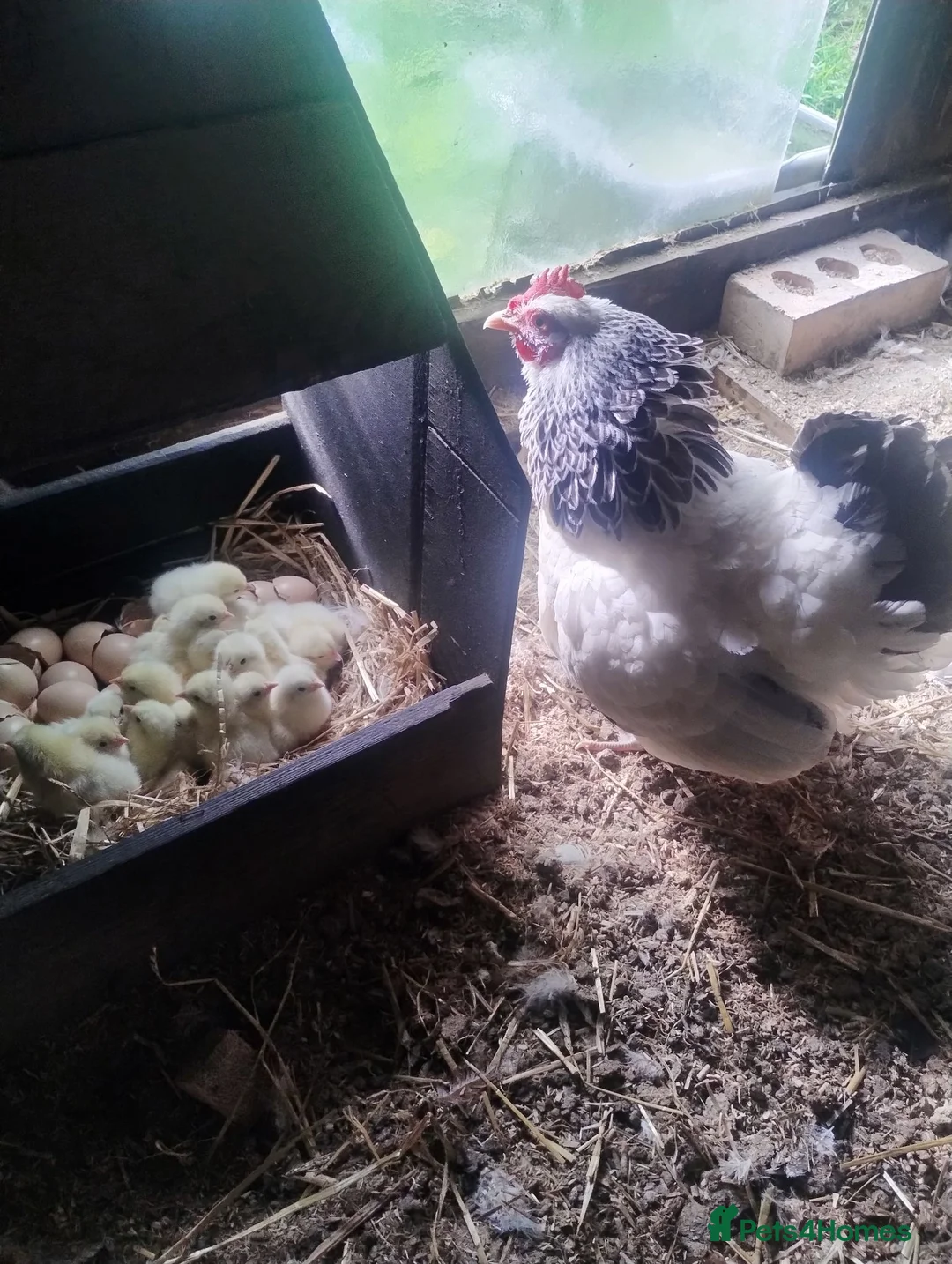 Chickens poultry for sale: Light Sussex Bantams, Bantam hen with 18 chick's  - Advert 1