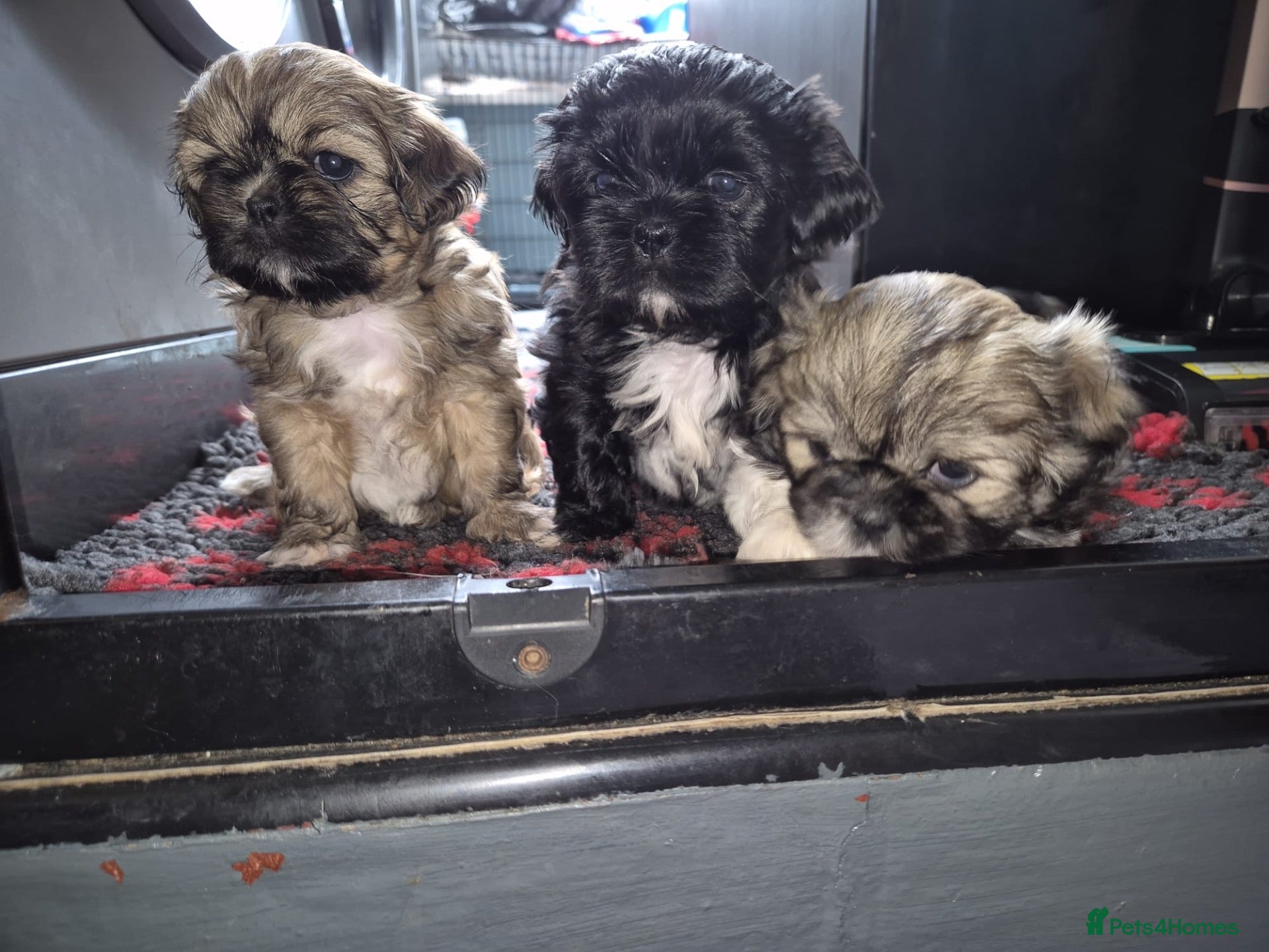 Shih Tzu dogs Shih Tzu puppies - Advert 3
